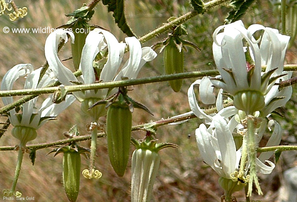 Michauxia campanuloides